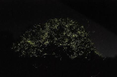 Bohol: Firefly Kayaking Tour (Abatan River Upstream Course)