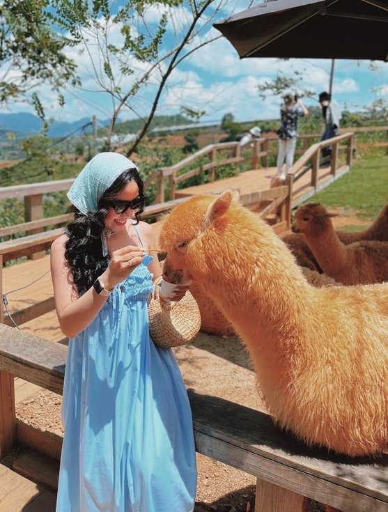일출과 함께 시작하는 달랏 '구름 사냥 투어'