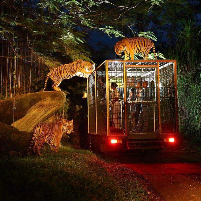 발리 사파리 & 마린파크 나이트 사파리 입장권