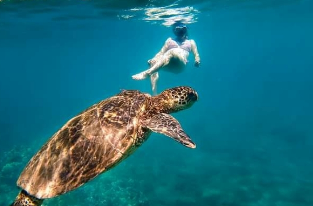 Hawaii Turtle Snorkeling and Dolphin Cruise Tour (with Optional Activities)