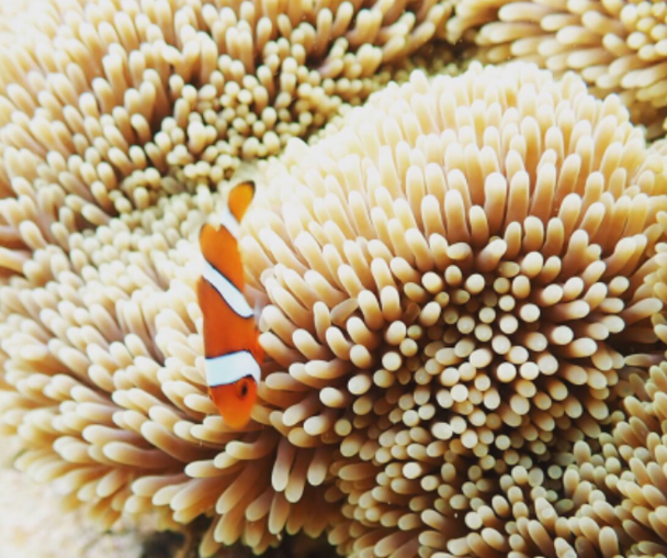 activity_detail_image