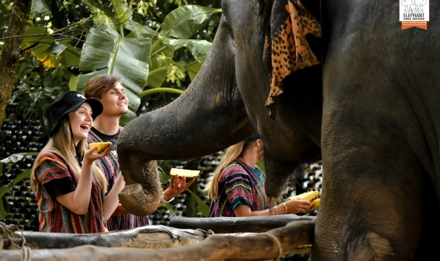 푸켓 코끼리 정글 생츄어리 투어