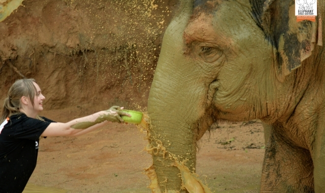 푸켓 코끼리 정글 생츄어리 투어