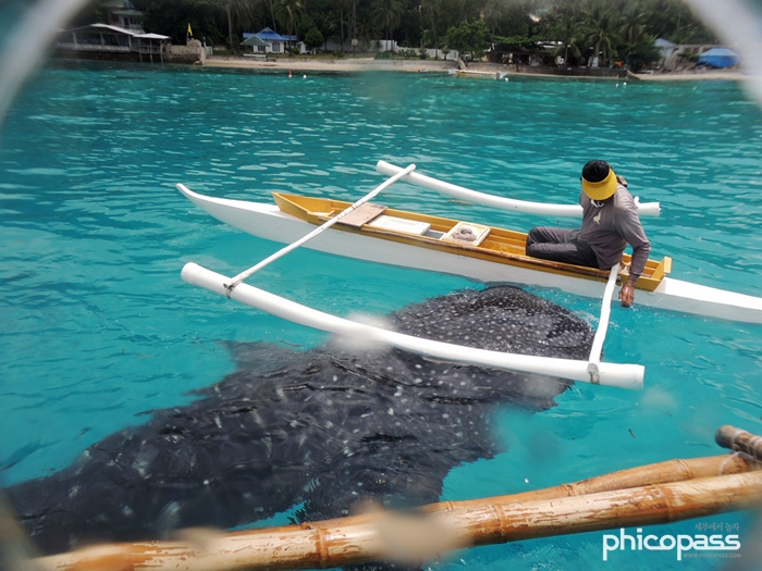 세부 오슬롭 고래상어 & 모알보알 스노클링 단독 투어 by 피코패스
