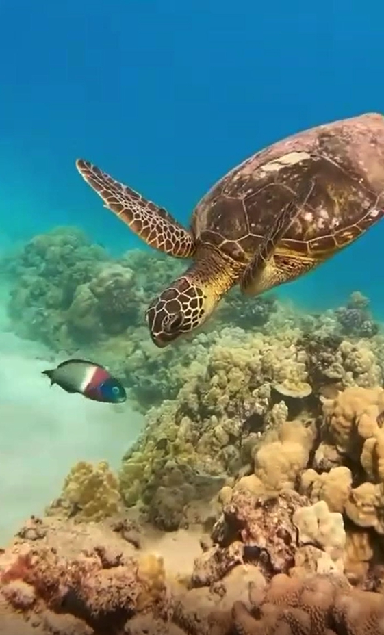 세부 오슬롭 고래상어 & 모알보알 스노클링 단독 투어 by 피코패스