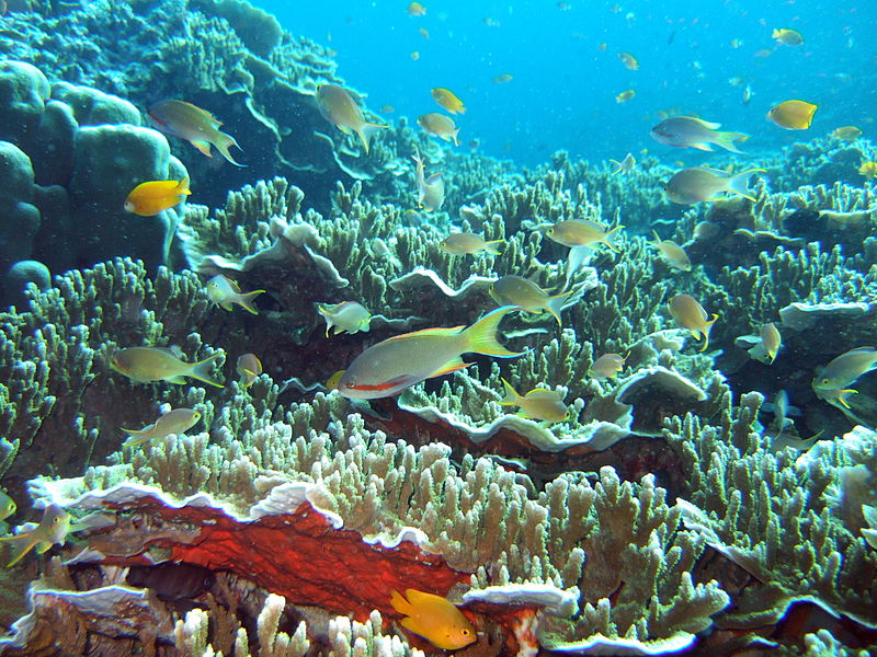 세부 오슬롭 고래상어 & 모알보알 스노클링 단독 투어 by 피코패스