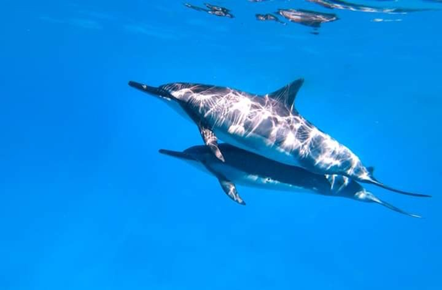 Hawaii Turtle Snorkeling and Dolphin Cruise Tour (with Optional Activities)