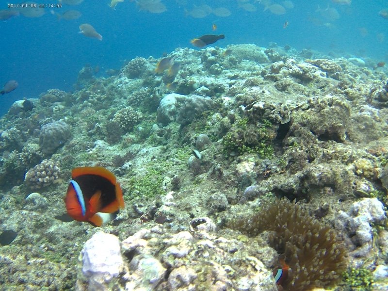 보홀 버진 아일랜드 & 발리카삭 돌핀 호핑 투어
