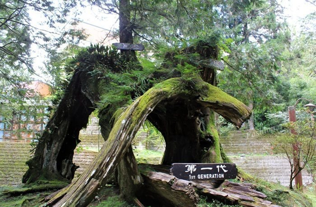 阿里山国家風景区 日帰りツアー (台中発)