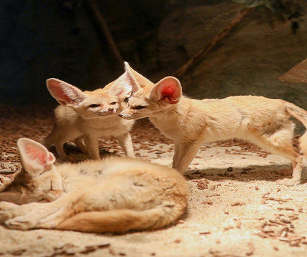 activity_detail_image