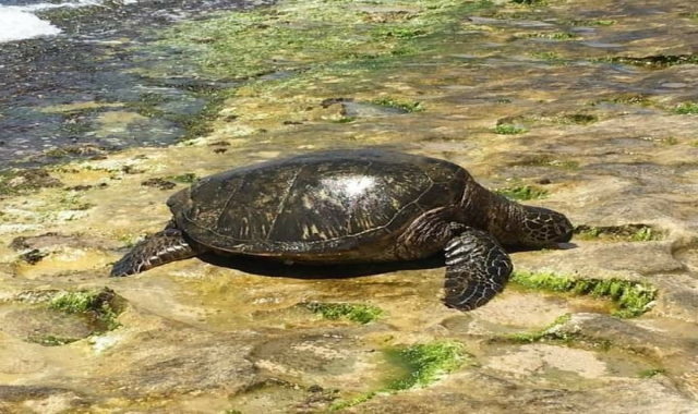 Hawaii Food and Waikele Premium Outlets Shopping Tour