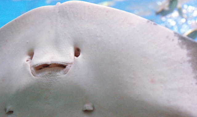 사이판 크라운 프라자 호텔 씨터치 가오리 체험