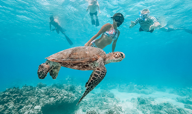 하와이 한국 크루와 함께하는 최고의 거북이 스노클링 투어 (WAUG Exclusive)