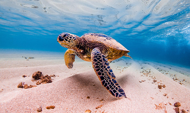 하와이 한국 크루와 함께하는 최고의 거북이 스노클링 투어 (WAUG Exclusive)