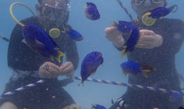 Guam Paradise Club Ocean Walk Experience