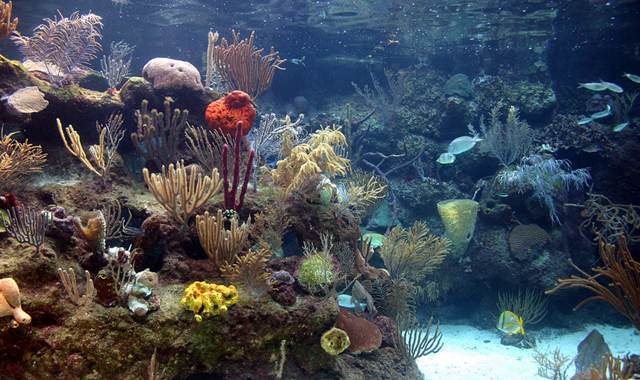 칸쿤 스칼렛 XCARET 파크 플러스 입장권 (왕복 교통 포함)