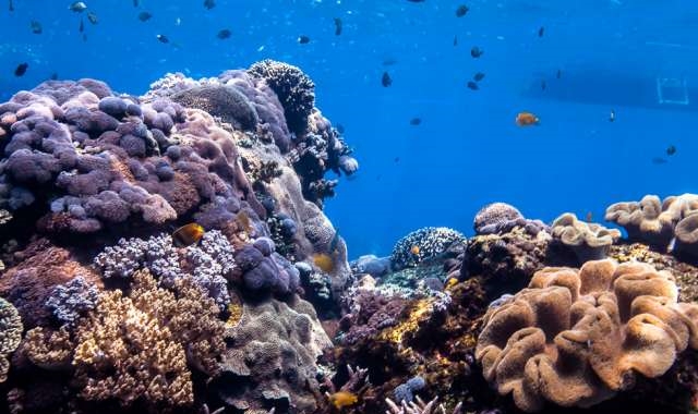 발리 누사페니다 만크가제 4스팟 스노클링 투어