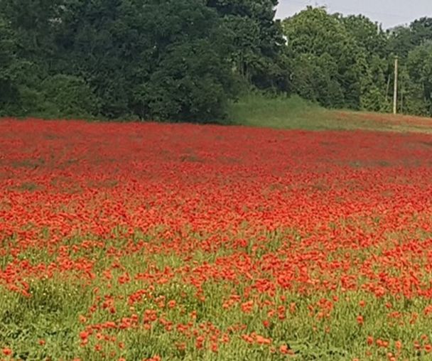 activity_detail_image