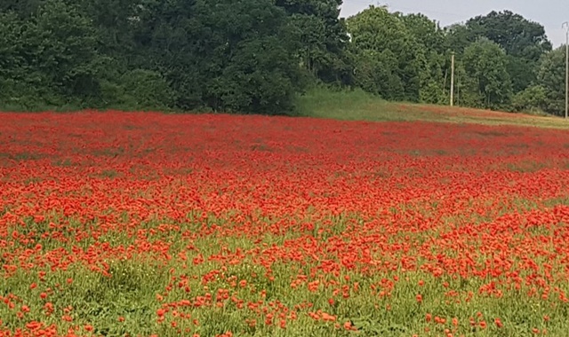 프랑스 라벤더 로드 투어 (발렁솔, 부르넷, 무스티에 생마리, 생크로와 호수)