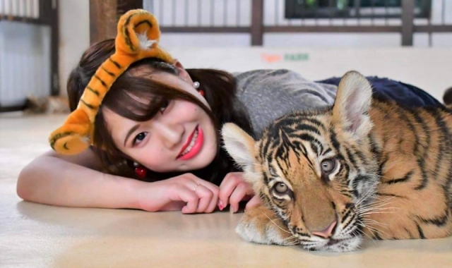 파타야 타이거 파크 입장권 & 체험 패키지