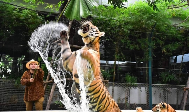 파타야 타이거 파크 입장권 & 체험 패키지
