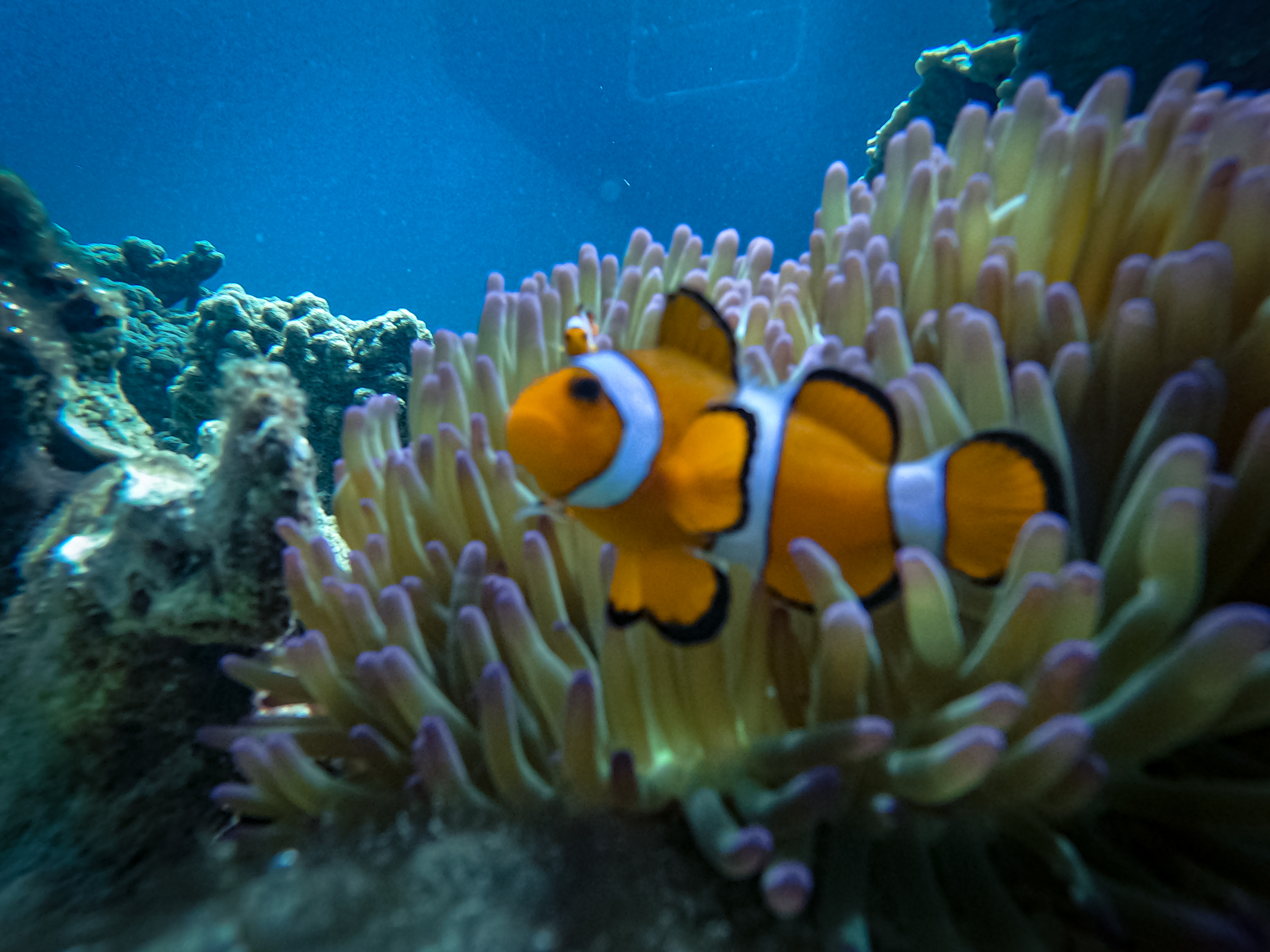 [렛츠고트래블] 코타키나발루 멍알룸섬 호핑투어