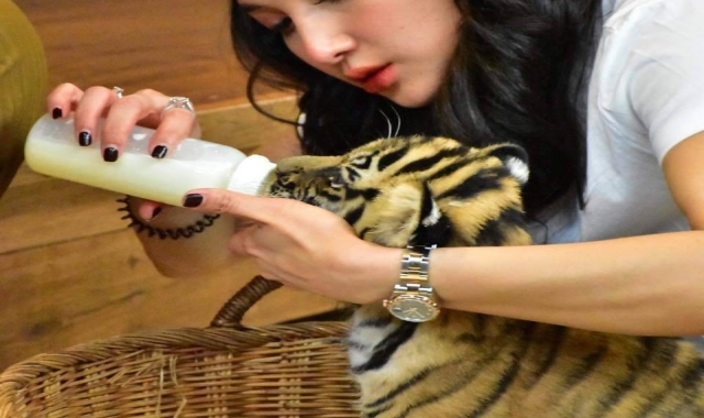 파타야 타이거 파크 입장권 & 체험 패키지