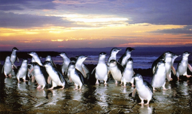 필립 아일랜드와 노비스 트래킹 & 왈라비 사파리 일일 투어