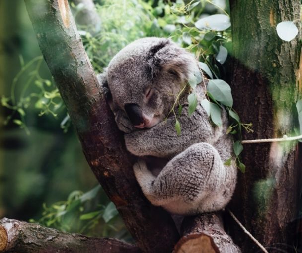 activity_detail_image