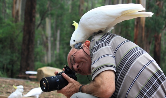 단데농 국립공원 & 퍼핑빌리 증기기관차 (1시간 탑승) & 동화마을 사사프라스 투어