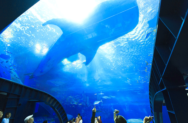 那覇発：沖縄北部ヒップホップバスAコースツアー