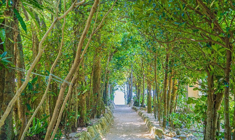 那覇発：沖縄北部ヒップホップバスBコースツアー