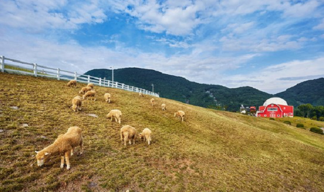 충북 증평 벨포레 목장 입장권
