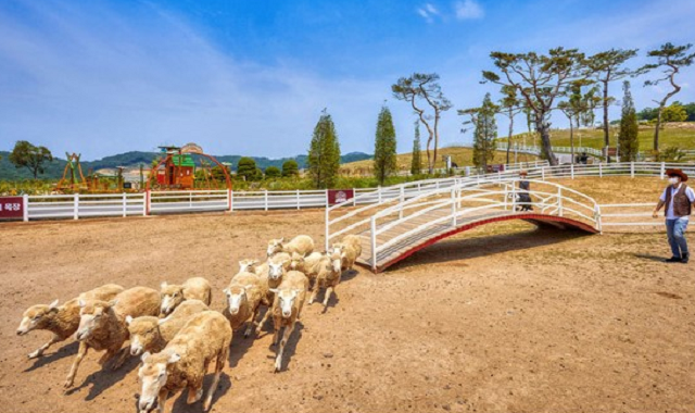 충북 증평 벨포레 목장 입장권