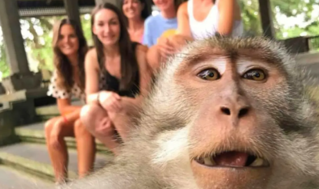 발리 우붓 데이투어 (몽키포레스트 / 우붓 왕궁 / 네카 미술관 / 고아가자 사원)