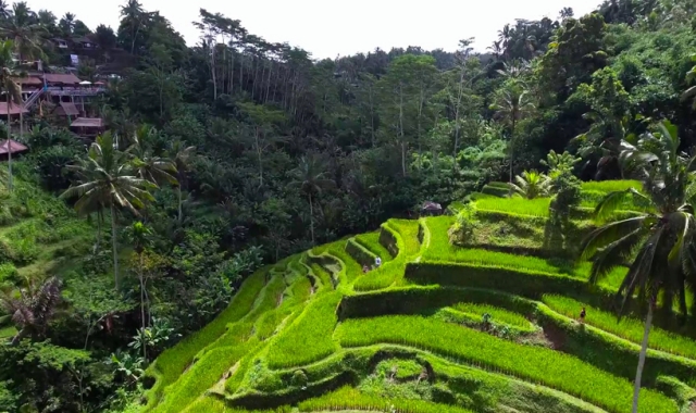 발리 베스트 일일 투어 & 짐바란 씨푸드