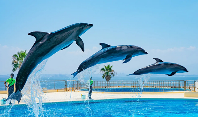 マリンワールド海の中道 電子チケット