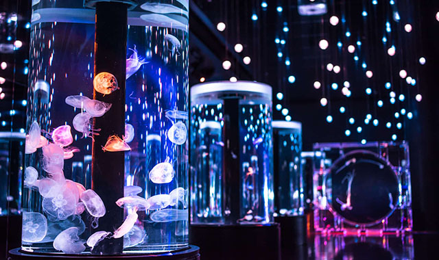 マクセル アクアパーク品川 電子チケット