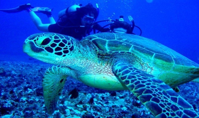 [무료 픽업] 괌 써니다이브 체험 스쿠버 다이빙 (전문 강사님)