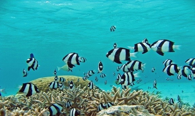 [무료 픽업] 괌 써니다이브 체험 스쿠버 다이빙 (전문 강사님)