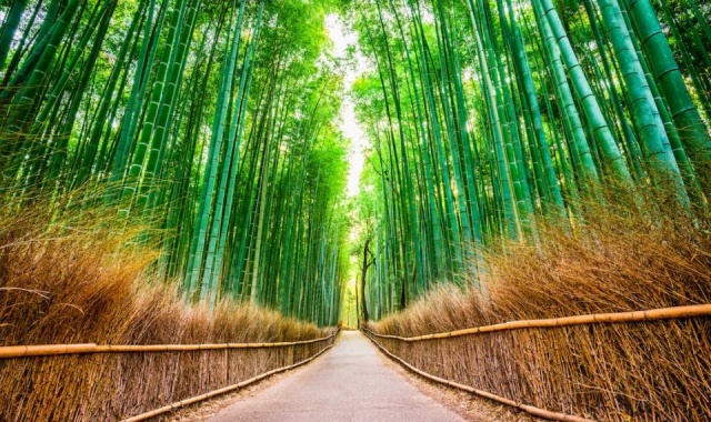 京都 嵐山 えびす屋 人力車ツアー