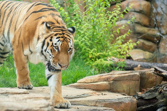 Tochigi Nasu Animal Kingdom Admission Ticket