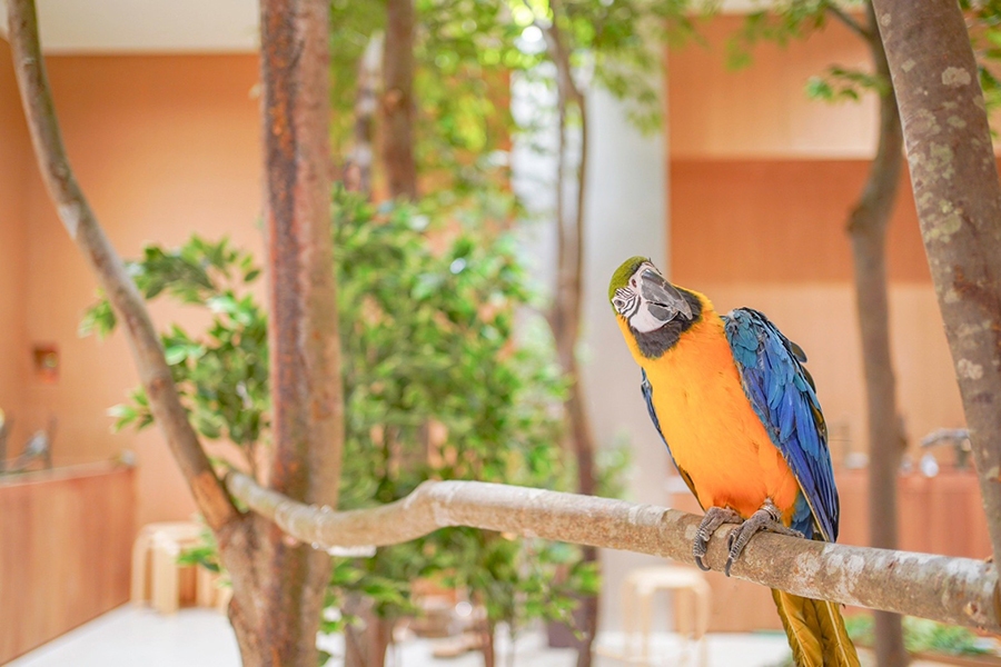 千葉イオンモール幕張モフ 動物カフェ 入場チケット