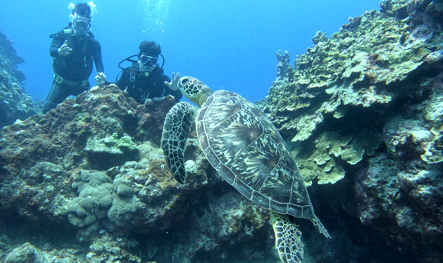 사이판 스쿠버 체험 다이빙