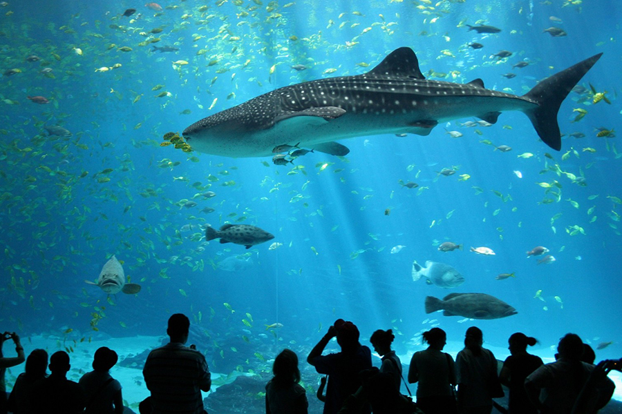 방콕 씨라이프 오션월드 패키지 입장권