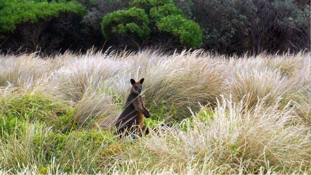 퍼핑빌리 증기기관차 & 필립아일랜드 펭귄 퍼레이드 일일 투어