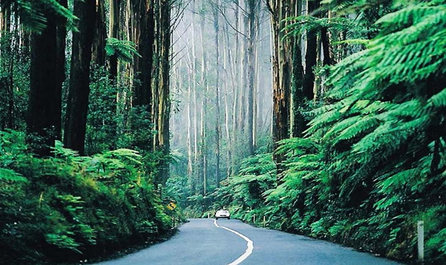 퍼핑빌리 증기기관차 & 필립아일랜드 펭귄 퍼레이드 일일 투어