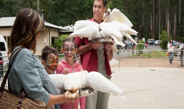 퍼핑빌리 증기기관차 & 필립아일랜드 펭귄 퍼레이드 일일 투어