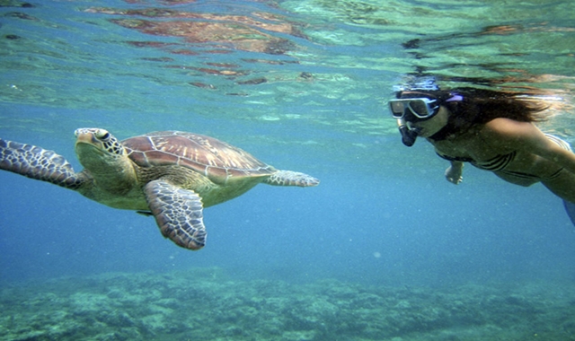 [거북이보장제] 하와이 와이키키 거북이 스노클링 + 해양 액티비티 5종 체험