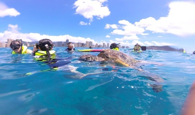 [거북이보장제] 하와이 와이키키 거북이 스노클링 + 해양 액티비티 5종 체험